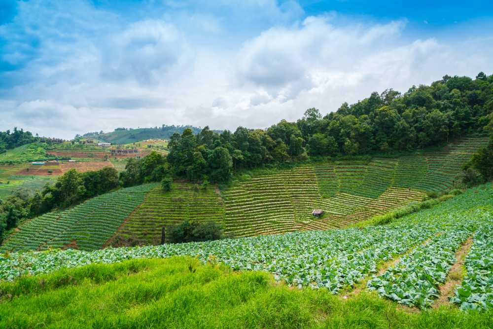 terraced hillside