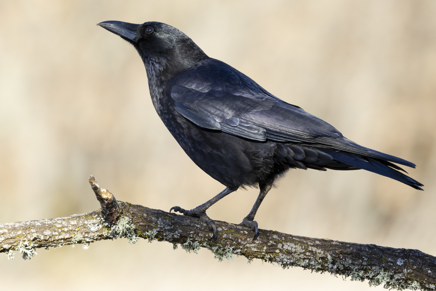 crow bird