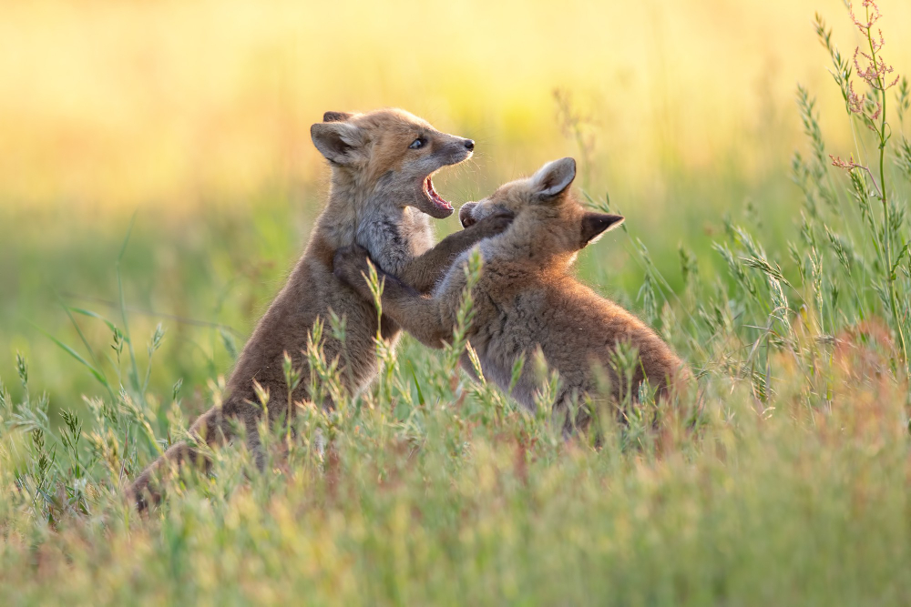 young animals playing