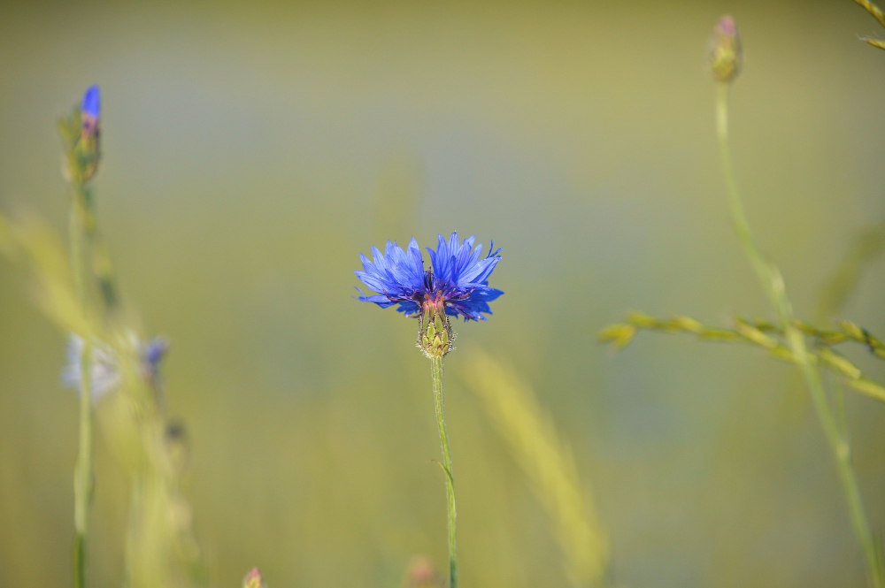 flax plants