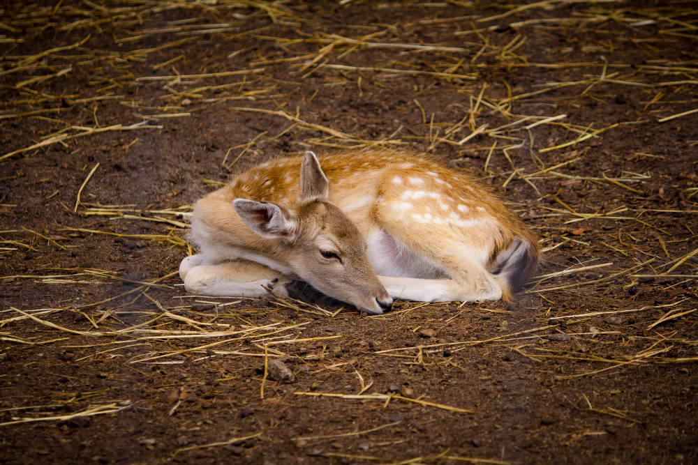 sleeping animal