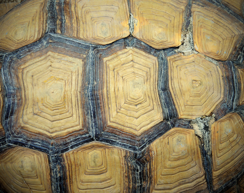 Turtle's Shell