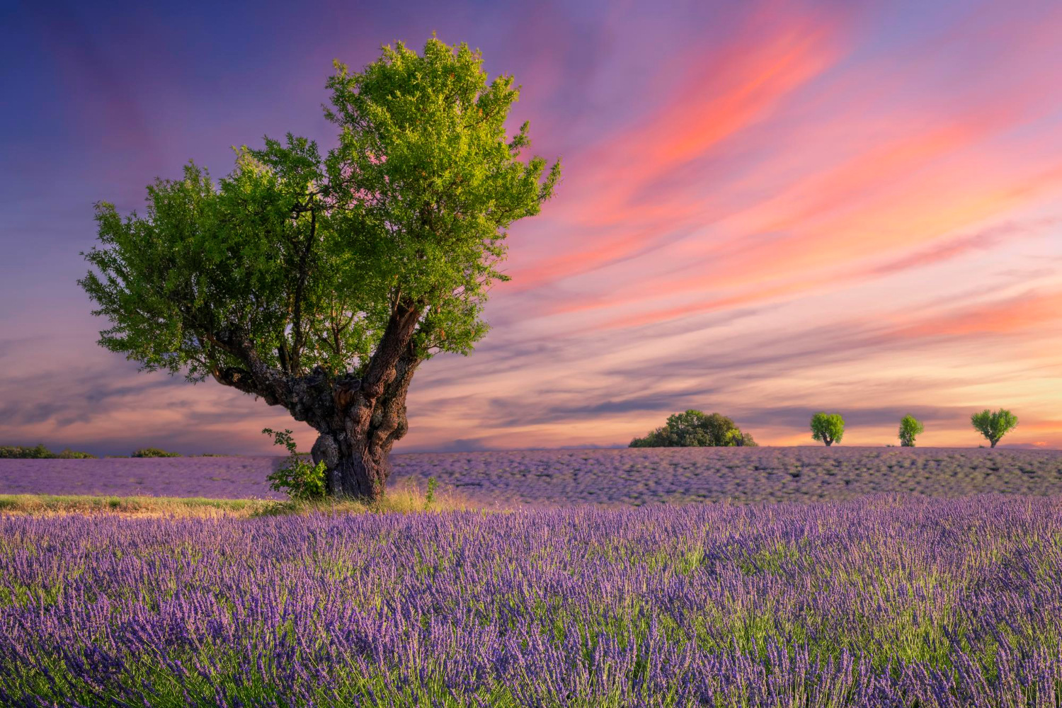 Nature