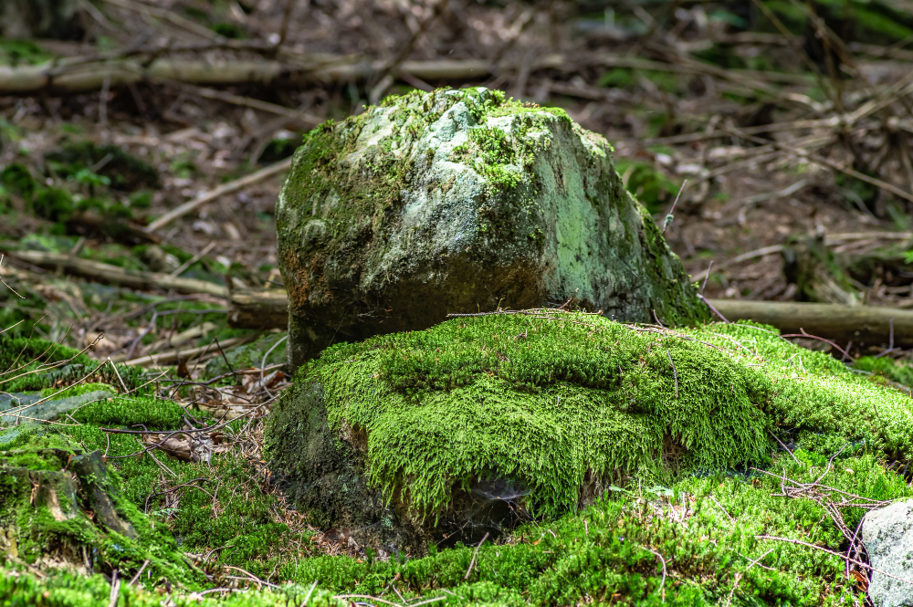 lichen rock