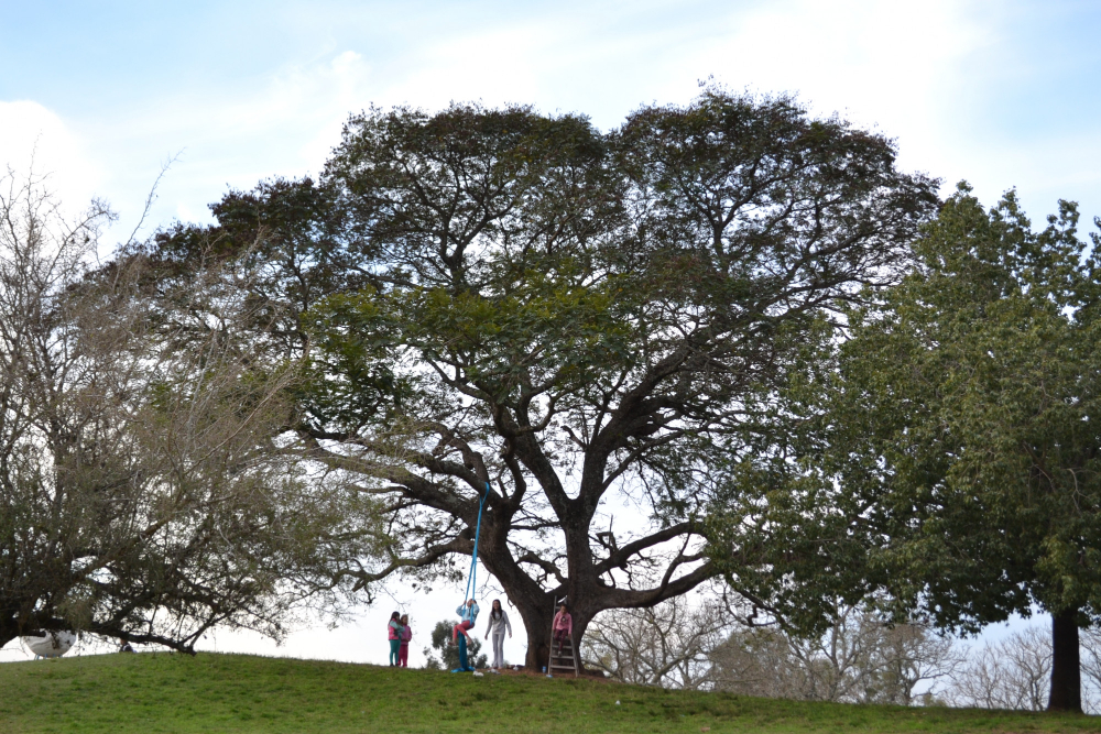 cork oak tree