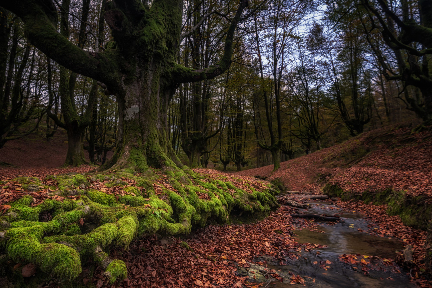 woodland