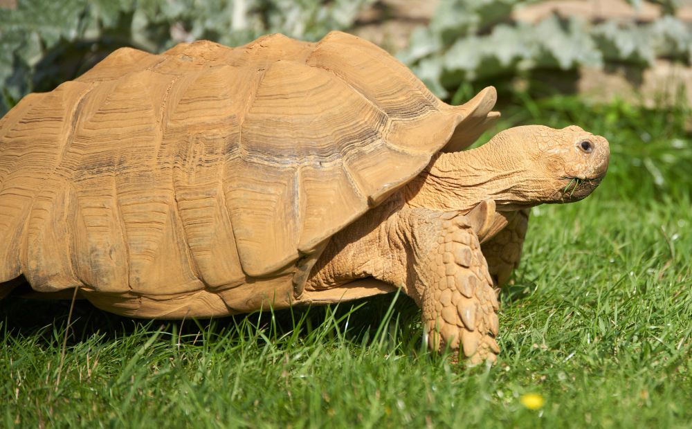 Turtle's Shell