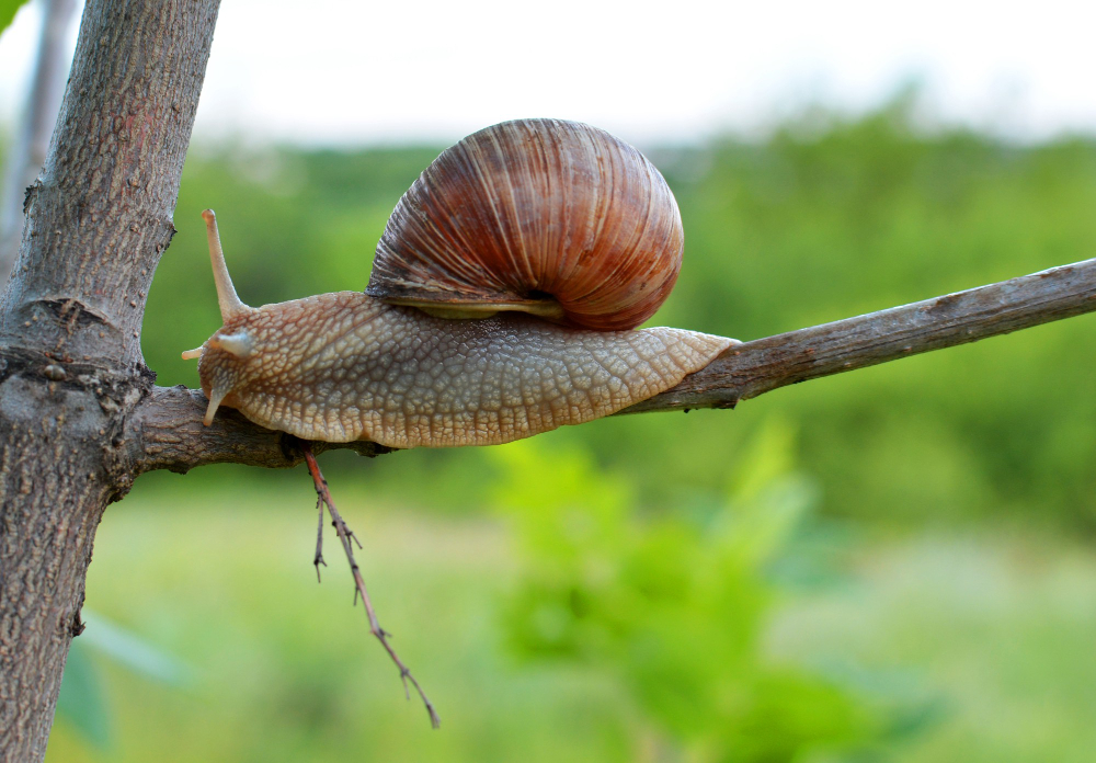 Snail