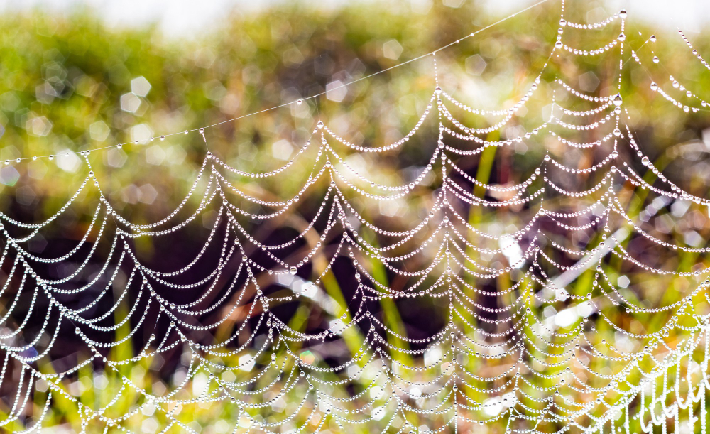 spider web silk