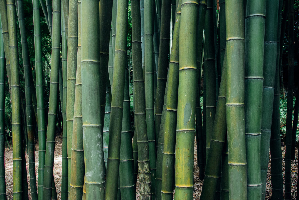 Bamboo