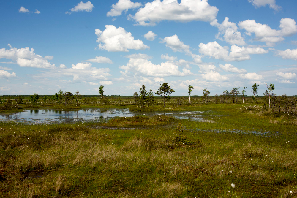 wetland
