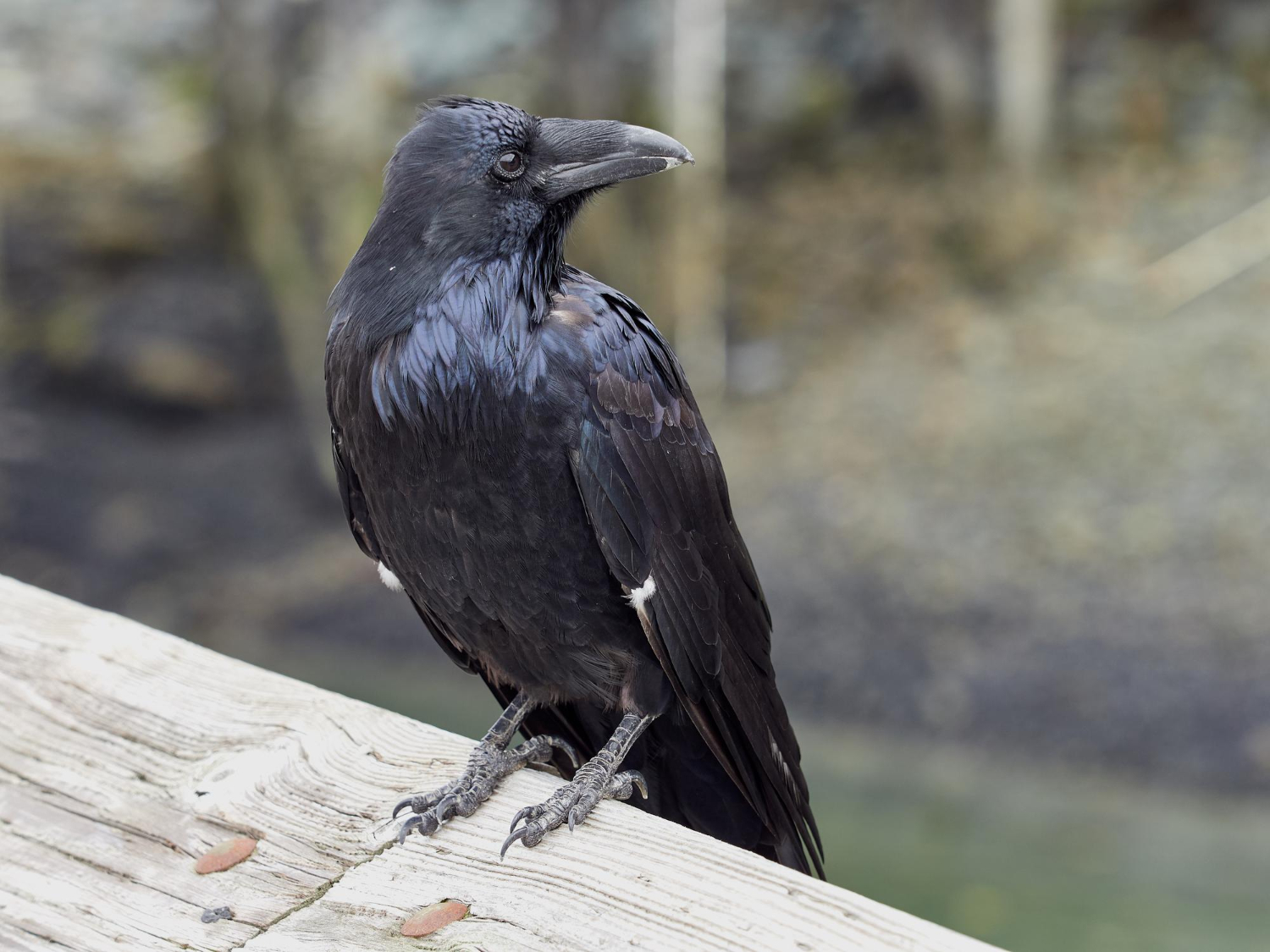 crow bird