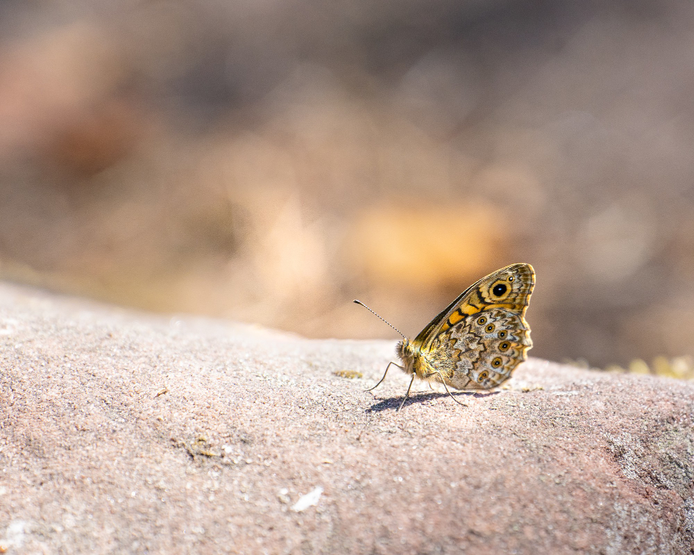 moth