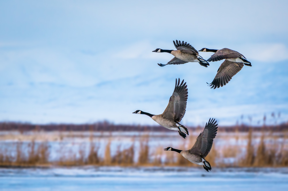 bird flock
