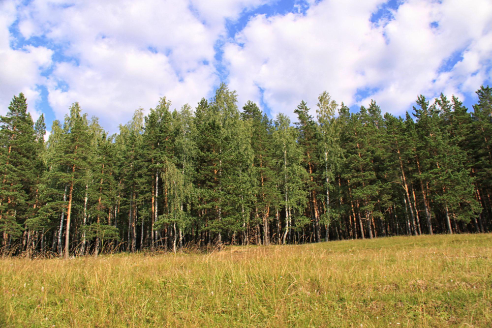 Treeline