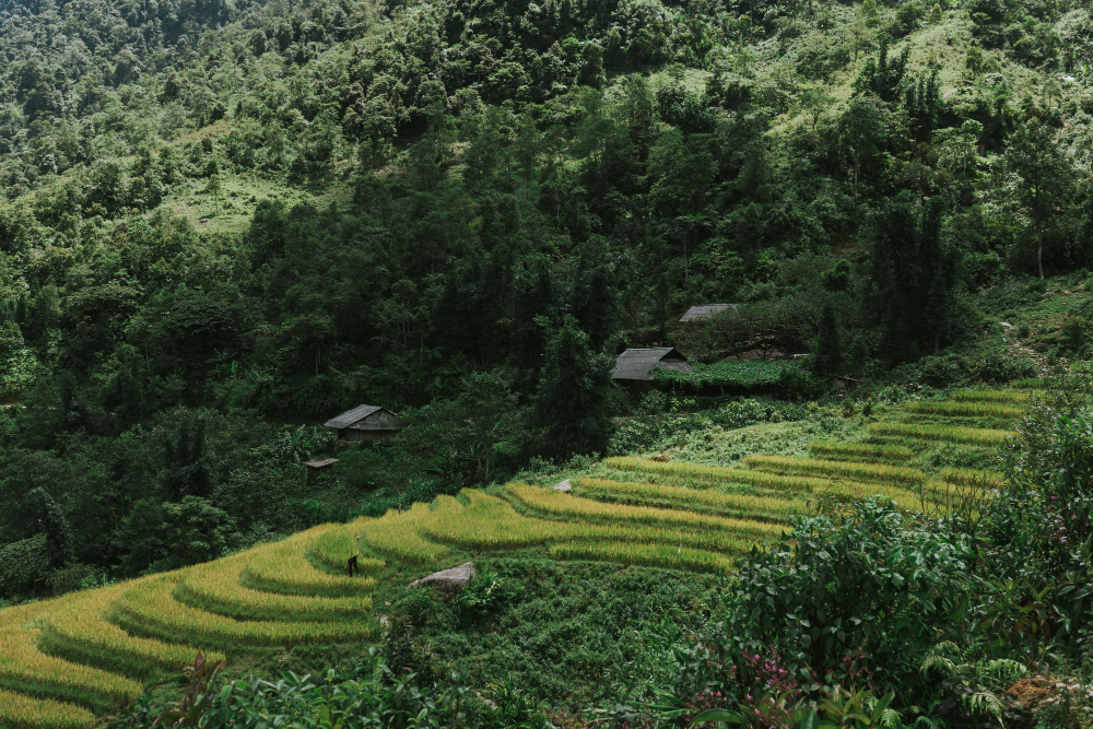 terraced hillside