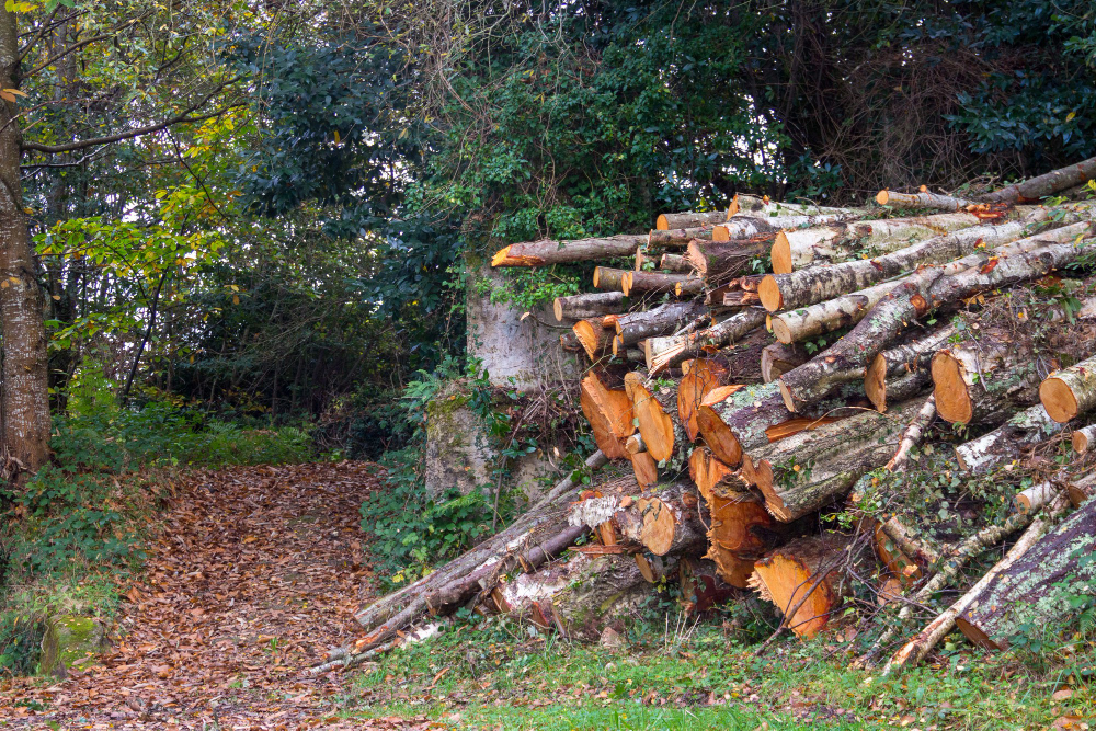 Wood