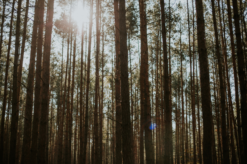 Tall tree forest
