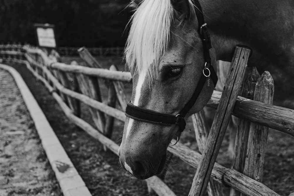 horseshoe
