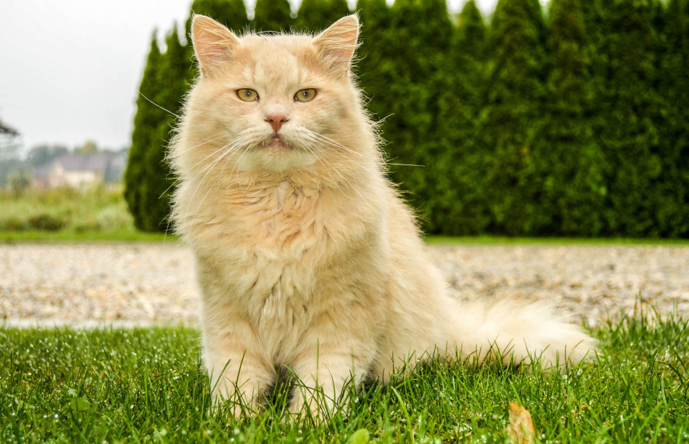 domestic cat