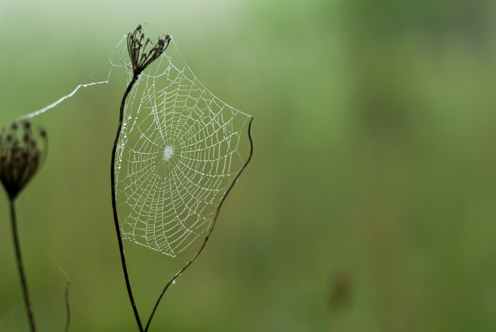 spider web silk