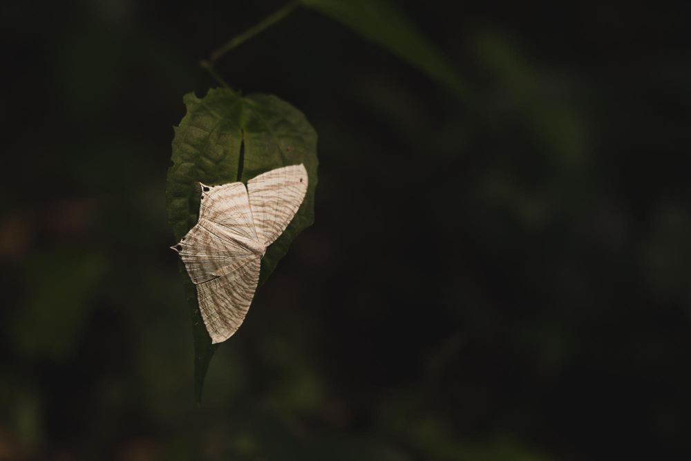 moth
