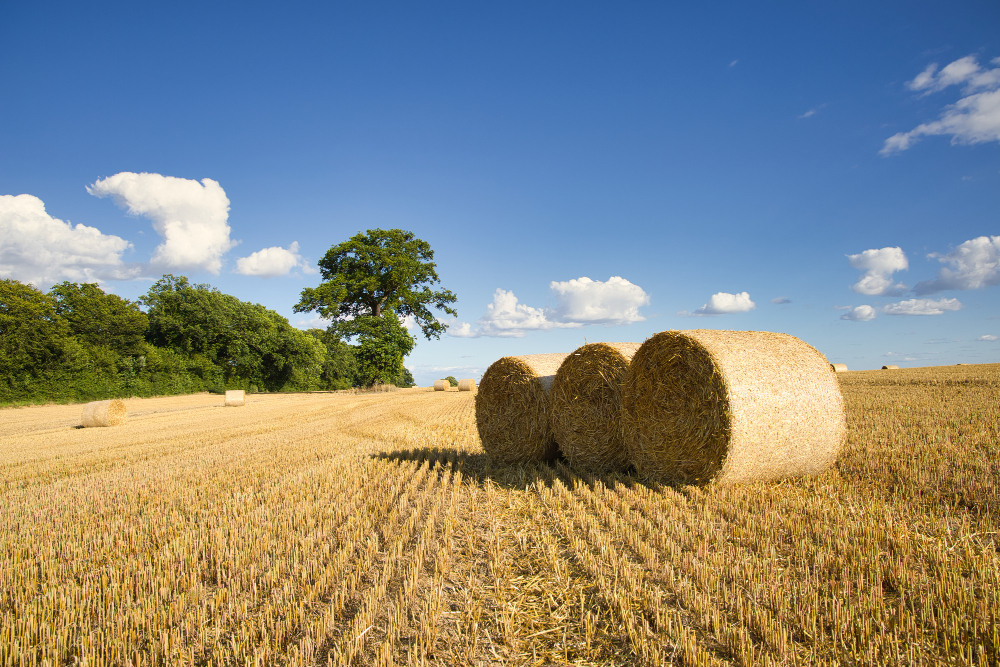 haymaking field