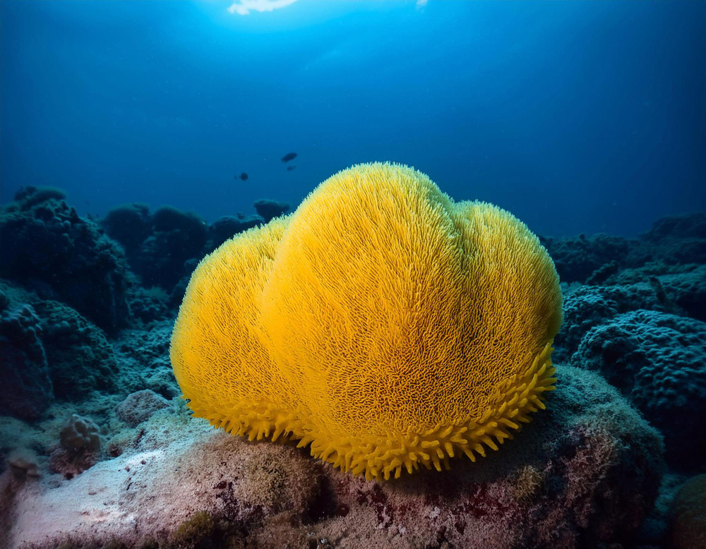 sea sponge