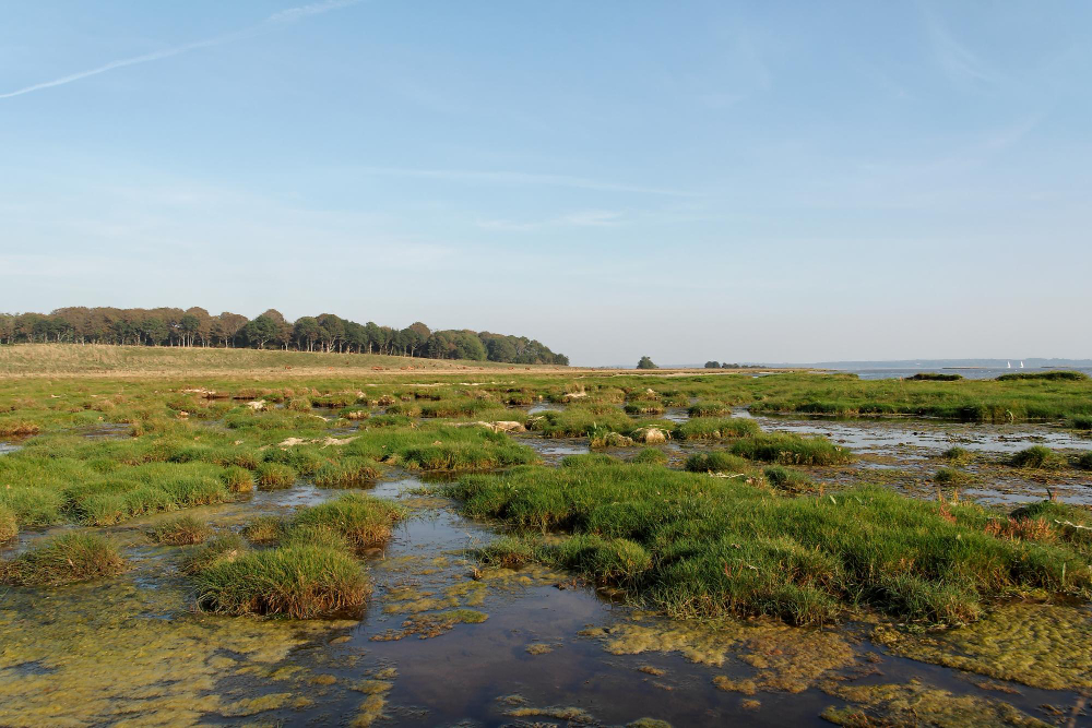 wetland
