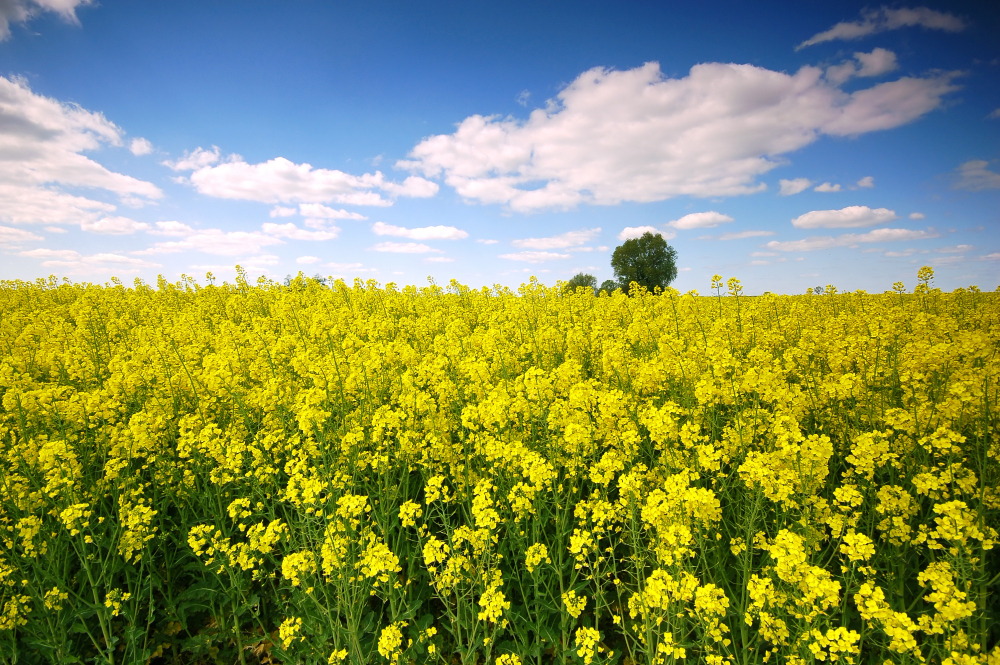 Mustard