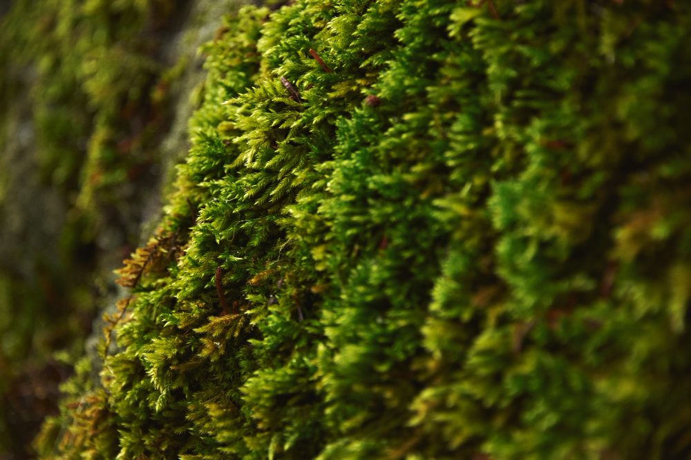 moss