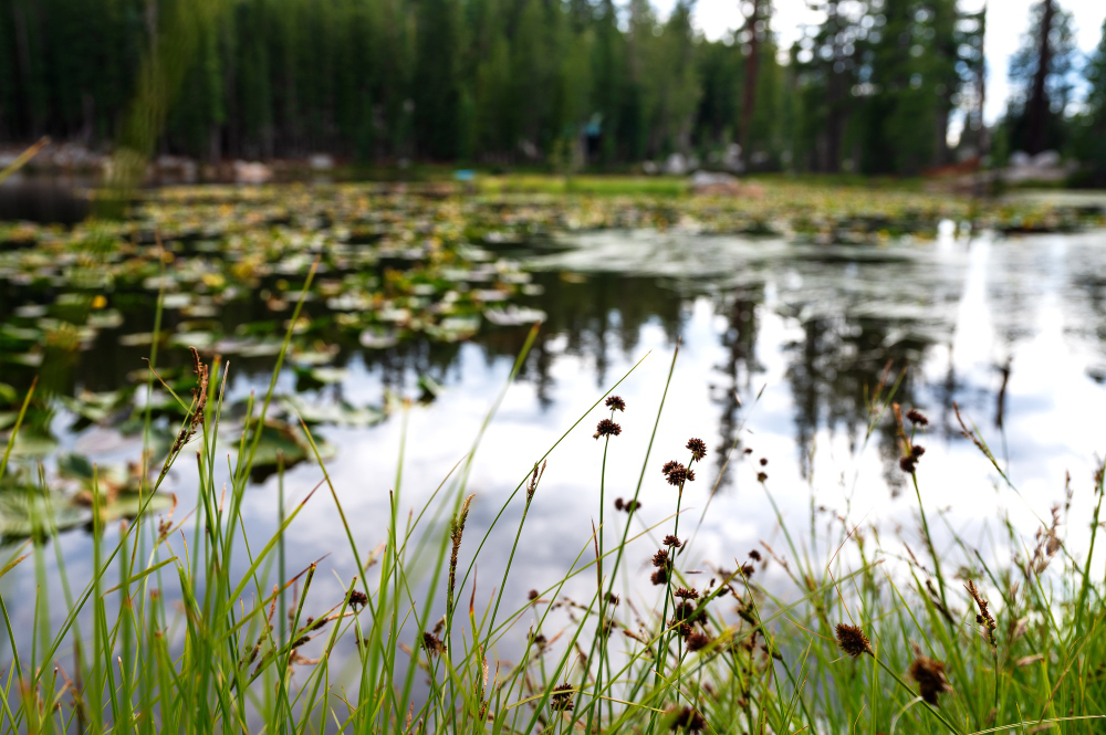 Pond