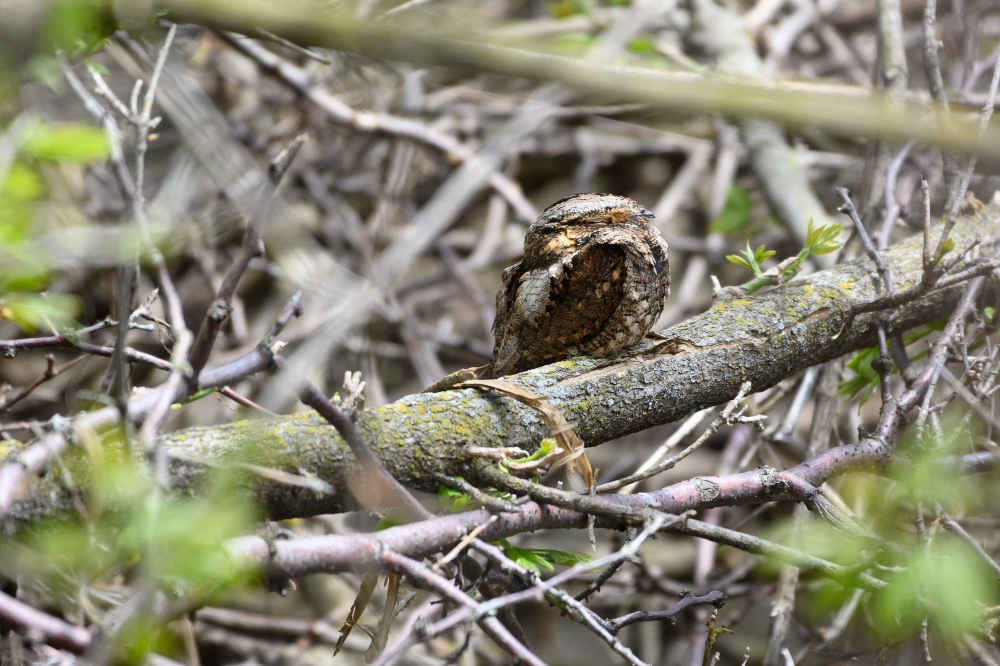 animal camouflage