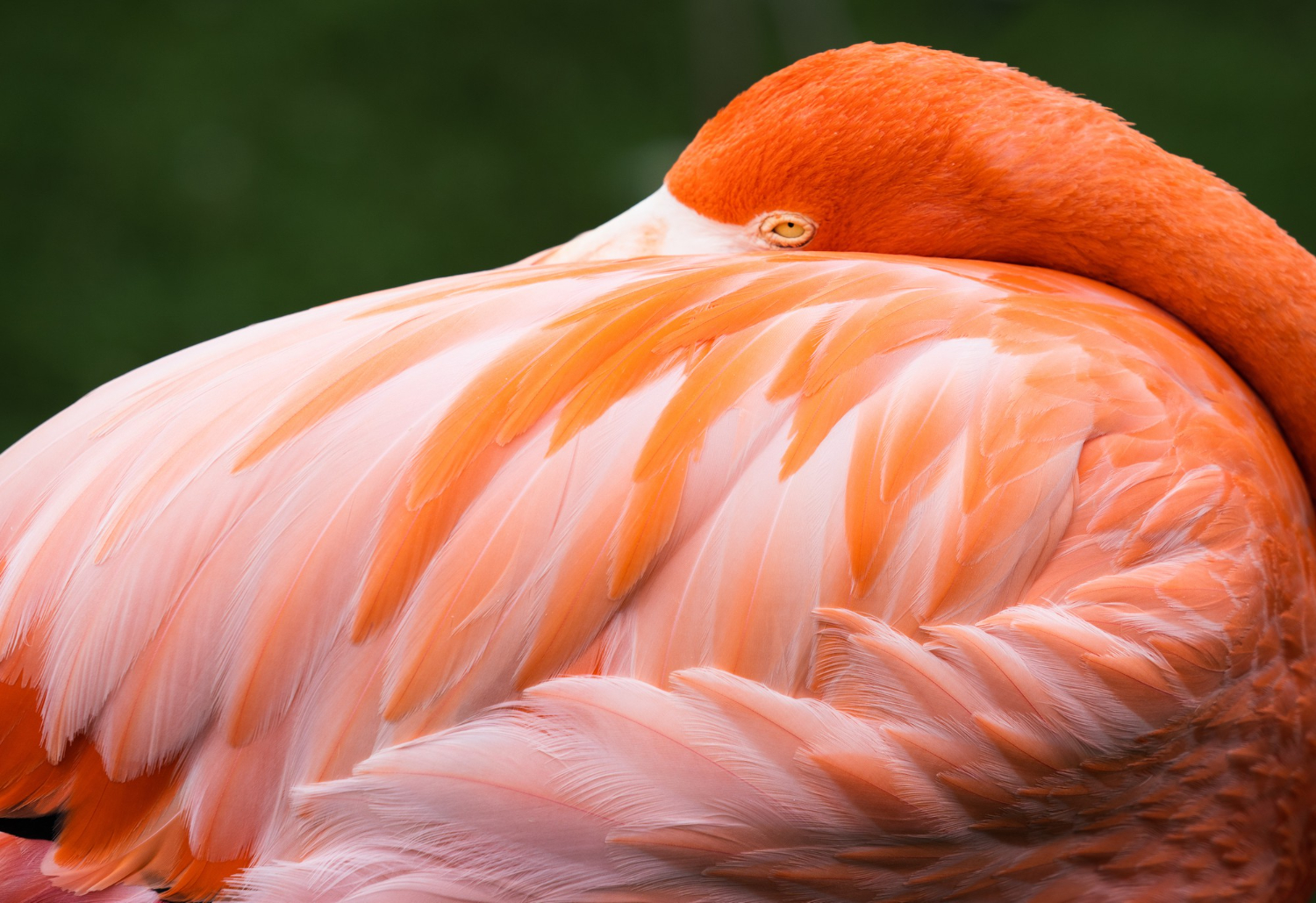 Feather bird