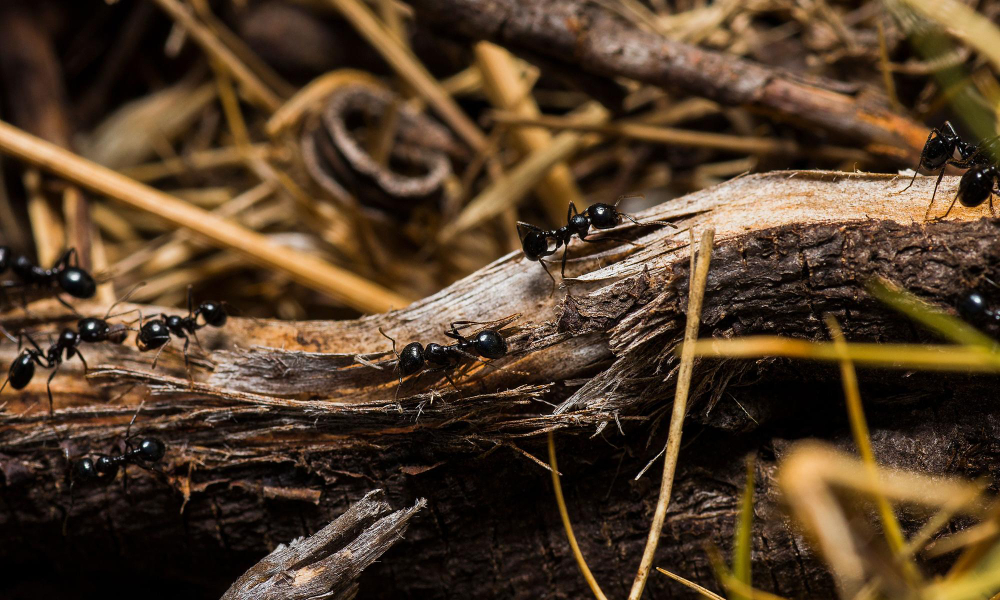 ants
