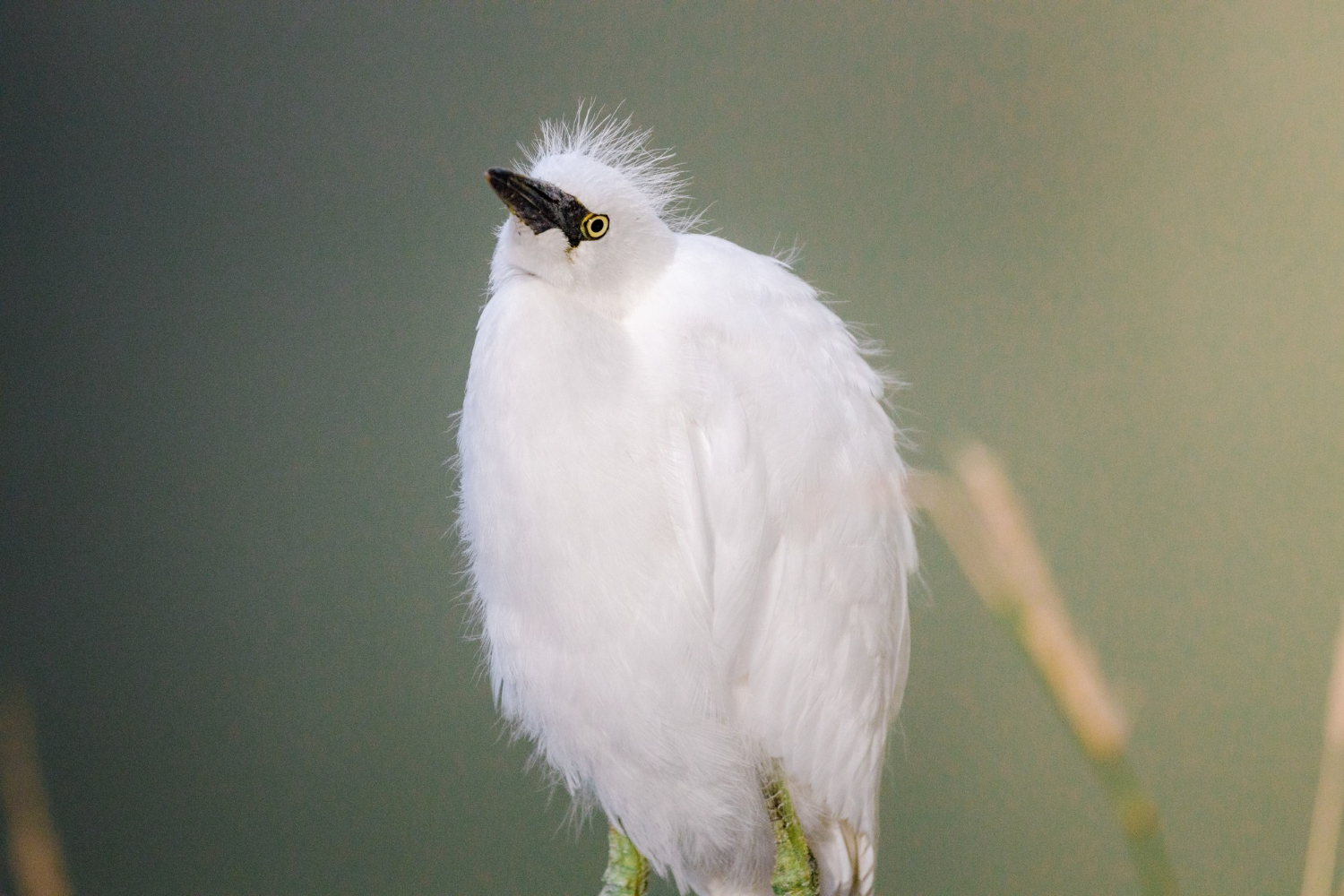 Feather bird
