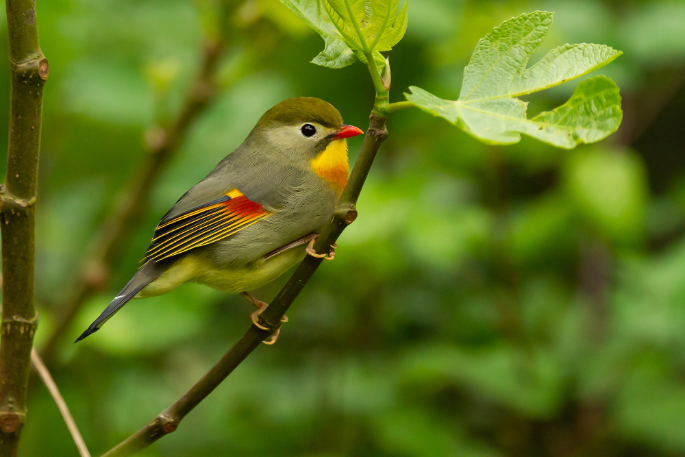 bird