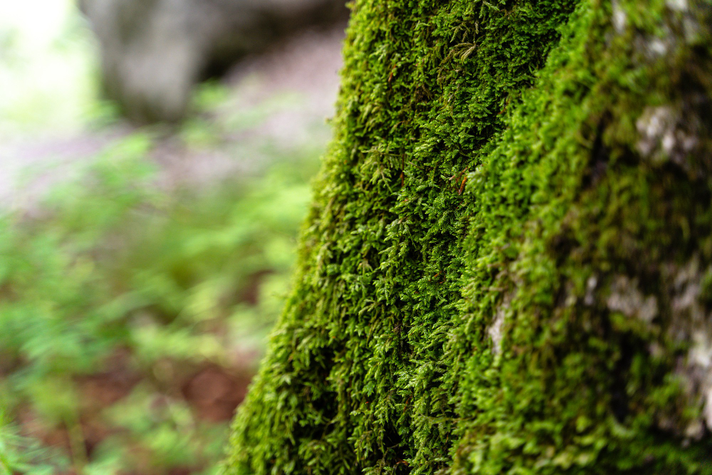 moss