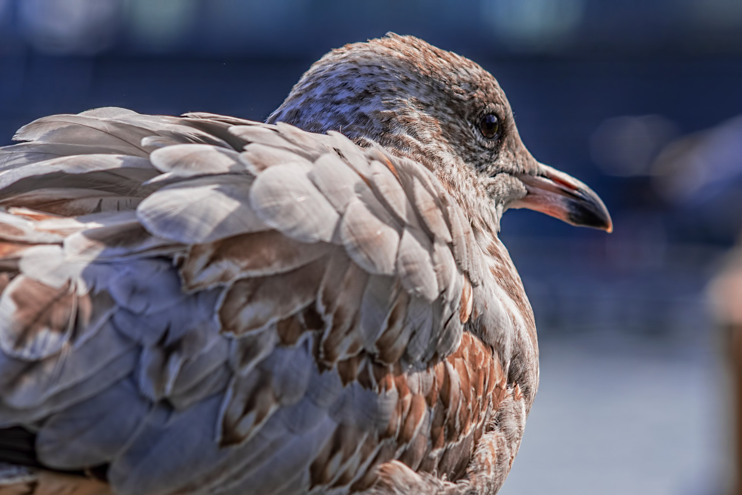 Feather bird