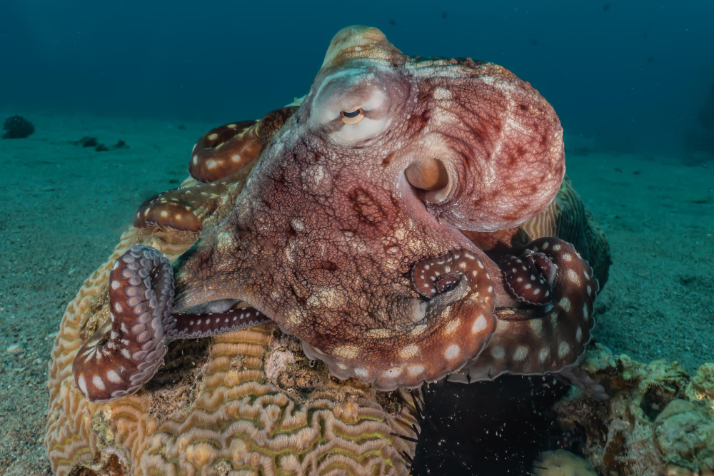 octopus