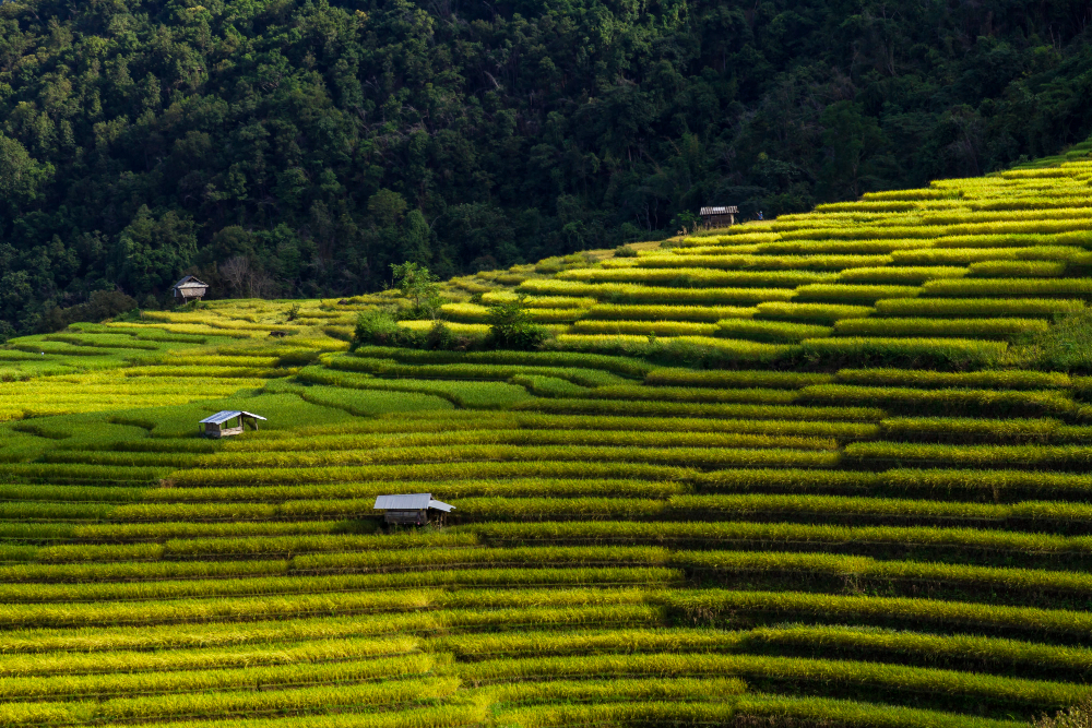 terraced hillside