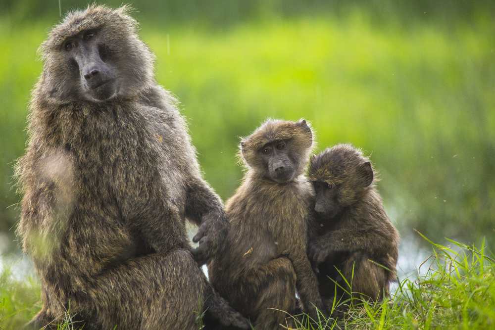 young animals playing