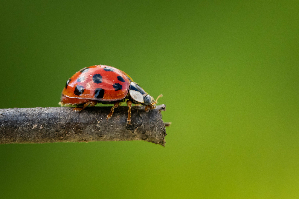 beetle