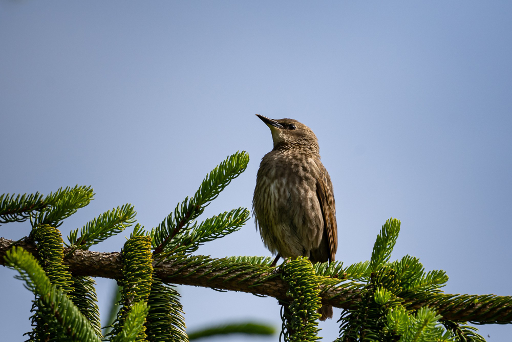 bird