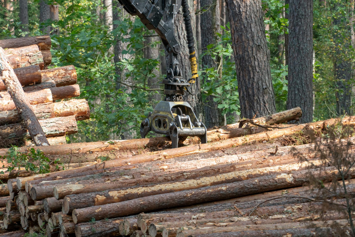woodland