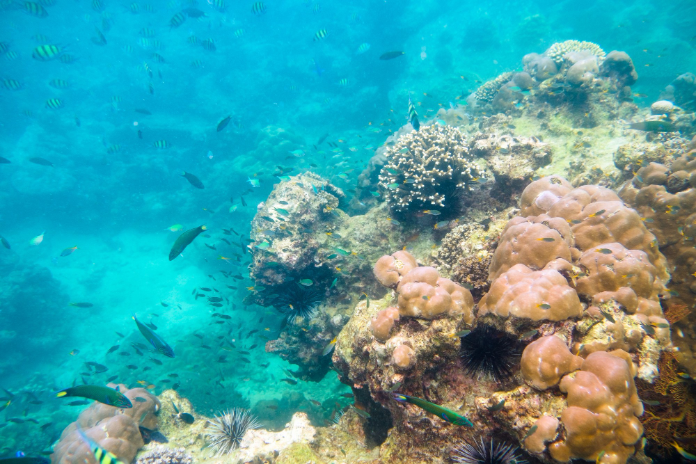 Coral Reef
