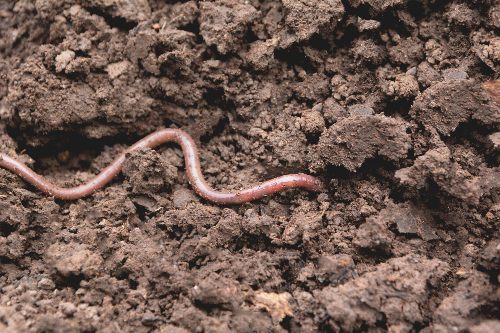 earthworm