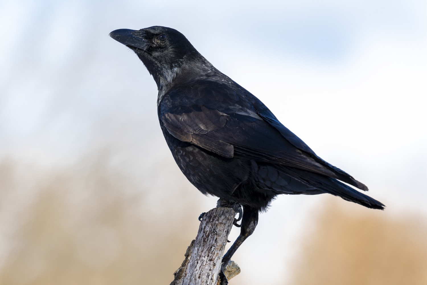 crow bird