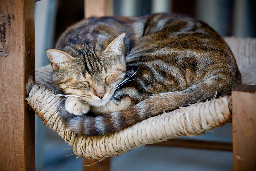 sleeping animal