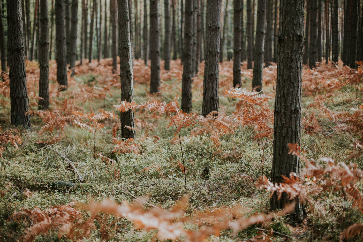 woodland